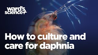 Caring and Culturing for Daphnia [upl. by Oznohpla]