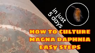 How to Culture Magna Daphnia Easily [upl. by Demp786]