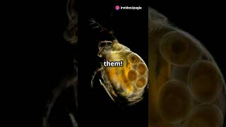 How to culture Daphnia for your Aquarium [upl. by Neelloj201]