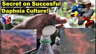 How to Culture Daphnia Successfully [upl. by Littman]