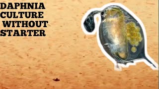 HOW TO CULTURE DAPHNIA NATURALLY WITHOUT A STARTER [upl. by Alakim]