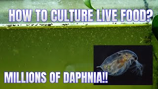 How to Culture Daphnia Secret Method to Breed MILLIONS  Simply Aquatic [upl. by Alexandria]