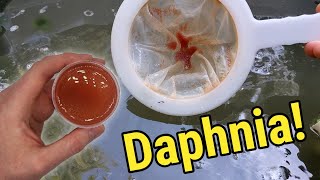 How I Culture Daphnia In Outdoor Tubs [upl. by Anissa]