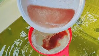 How to culture daphnia  Daphnia culture  How to grow daphnia outdoor [upl. by Ilyak648]