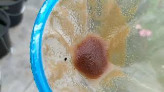 How to culture daphnia moina in a small container Part 1 English Subtitle [upl. by Sikleb]