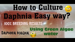 Daphnia MagnaHow to Culture Daphnia Easy wayCulturing Daphnia using Green water Daphnia [upl. by Milstone]