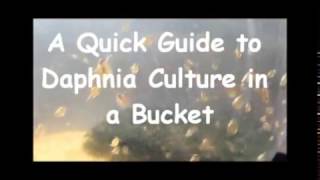 How to culture daphnia outside [upl. by Savinirs]