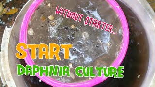 How to culture daphnia moina the easy way 1  Starting the Daphnia culture [upl. by Fausta228]