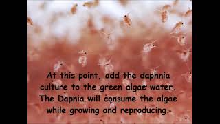 Daphnia  How to grow daphnia in your home [upl. by Ettezzil]