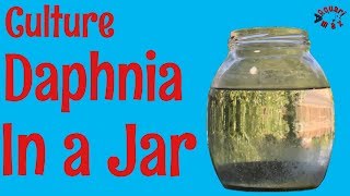 How to Culture Daphnia in a Jar [upl. by Enilrem]