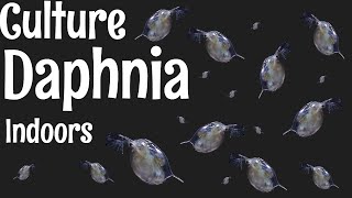 How to Culture Daphnia [upl. by Alben]