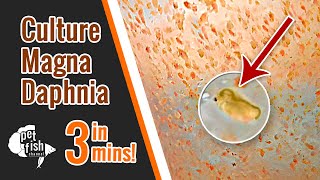 How to culture DAPHNIA MAGNA  The easy way [upl. by Edgardo]