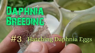 Daphnia Culture made simple and easy 3  Hatching Daphnia eggs [upl. by Atikkin]