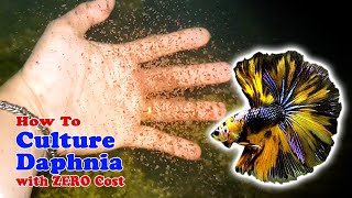 How to Culture Daphnia with ZERO Cost  Unlimited Live Food For Our Fish [upl. by Hardie772]