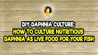 DIY Daphnia Culture How to Culture Nutritious Daphnia as Live Food for Your Fish [upl. by Jeanna]