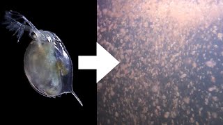 How I Culture Daphnia [upl. by Muhcan]