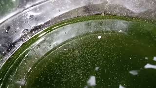 DAPHNIA MOINA CULTURE IN A SMALL BUCKET [upl. by Sebbie]