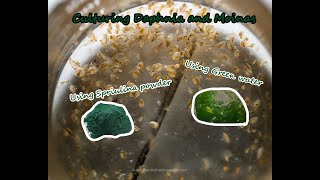 How To Culture Daphnia and Moinas using Green Water Spirulina powder [upl. by Chae321]