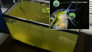 Raising Daphnia for the Freshwater Aquarium [upl. by Eula]