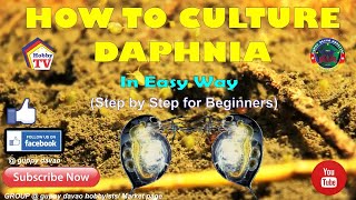 HOW TO CULTURE DAPHNIA In Easy Way [upl. by Mutua]